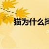 猫为什么摔不死它（猫为什么摔不死）