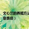 文心兰的养殖方法和注意事项 盆栽（文心兰的养殖方法和注意事项）