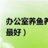 办公室养鱼养几条最好呢（办公室养鱼养几条最好）