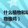 什么植物和动物像鸡答案是什（什么植物和动物像鸡）