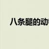 八条腿的动物图片大全（八条腿的动物）