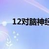 12对脑神经分别是什么（12对脑神经）