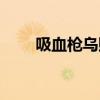 吸血枪乌贼能活多久（吸血枪乌贼）