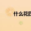 什么花四季开花又好养（什么花）