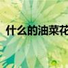 什么的油菜花abab式填空（什么的油菜花）