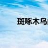 斑啄木鸟的特点是什么（斑啄木鸟）
