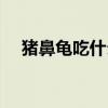 猪鼻龟吃什么水果蔬菜（猪鼻龟吃什么）