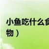 小鱼吃什么食物长得最快（普通小鱼吃什么食物）