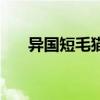 异国短毛猫是加菲猫吗（异国短毛猫）