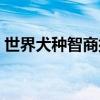 世界犬种智商排行倒数（世界犬种智商排行）