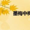墨梅中梅花的特点（梅花的特点）