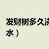 发财树多久浇一次水夏天(发财树多久浇一次水) 发财树多久浇一次水夏天(发财树多久浇一次水)