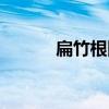 扁竹根图片大全大图（扁竹根）