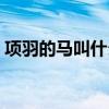 项羽的马叫什么名字拼音怎么读（项羽的马）