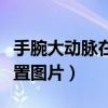 手腕大动脉在哪个位置图片（大动脉在哪个位置图片）