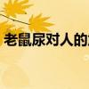 老鼠尿对人的危害大吗（老鼠尿对人的危害）