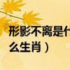 形影不离是什么生肖正确答案（形影不离是什么生肖）