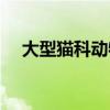 大型猫科动物的嘤嘤怪（大型猫科动物）