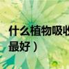 什么植物吸收甲醛最好的（什么植物吸收甲醛最好）