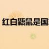 红白鼯鼠是国家二级保护动物吗(红白鼯鼠) 红白鼯鼠是国家二级保护动物吗(红白鼯鼠)