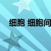 细胞 细胞间质（细胞间质少是什么意思）