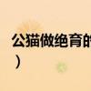 公猫做绝育的好处和坏处（公猫绝育的利与弊）