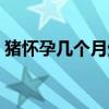 猪怀孕几个月生产小狗（猪怀孕几个月生产）