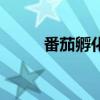 番茄孵化器怎么样（番茄孵化器）