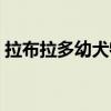 拉布拉多幼犬特征辨别(拉布拉多幼犬特征) 拉布拉多幼犬特征辨别(拉布拉多幼犬特征)