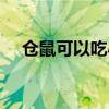 仓鼠可以吃小米吗（仓鼠可以吃大米吗）