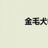 金毛犬电影大全（金毛犬电影）
