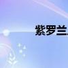 紫罗兰上校性别（紫罗兰上校）