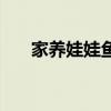 家养娃娃鱼好吗（家里养娃娃鱼禁忌）