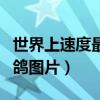 世界上速度最快的信鸽图片（世界上最快的种鸽图片）