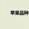 苹果品种大全图片（苹果品种大全）