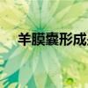 羊膜囊形成是什么意思（羊膜囊是什么）