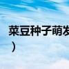 菜豆种子萌发过程中有机物的变化(菜豆种子) 菜豆种子萌发过程中有机物的变化(菜豆种子)