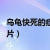 乌龟快死的症状图片真实(乌龟快死的症状图片) 乌龟快死的症状图片真实(乌龟快死的症状图片)