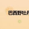 巴西野牡丹的养殖方法（巴西野牡丹）