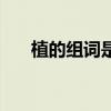 植的组词是怎么写（植的组词是什么）