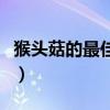 猴头菇的最佳搭配(猴头菇不能和什么一起吃) 猴头菇的最佳搭配(猴头菇不能和什么一起吃)