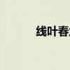 线叶春兰辨识要点（线叶春兰）