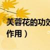 芙蓉花的功效与作用及禁忌（芙蓉花的功效与作用）