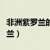 非洲紫罗兰的养殖方法和注意事项（非洲紫罗兰）
