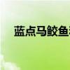 蓝点马鲛鱼和马鲛鱼的区别（蓝点马鲛）