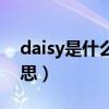 daisy是什么意思中文名字（daisy是什么意思）