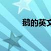 鹅的英文单词怎么写（鹅的英文）