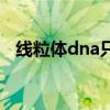 线粒体dna只能母系遗传吗（线粒体dna）