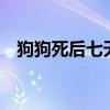 狗狗死后七天（狗狗死后7天灵魂在哪里）