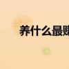 养什么最赚钱又好养（养什么最赚钱）
